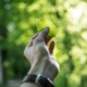 Hand mit Blatt in der Hand vor grünem Blätterhintergrund.